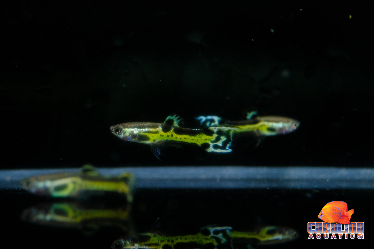Guppy - Endler Black Cobra