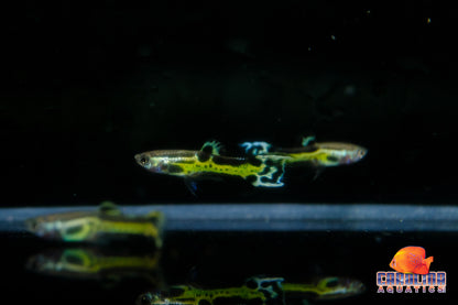 Guppy - Endler Black Cobra