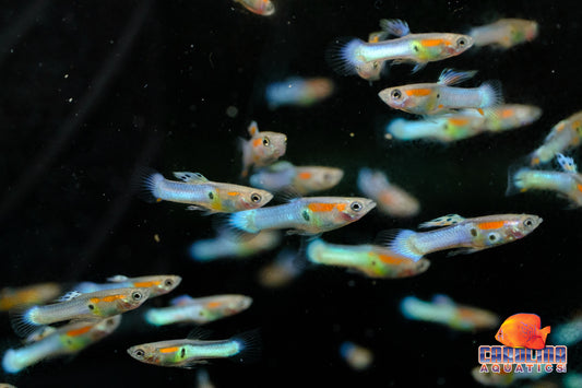 Guppy - Endler Royal Blue