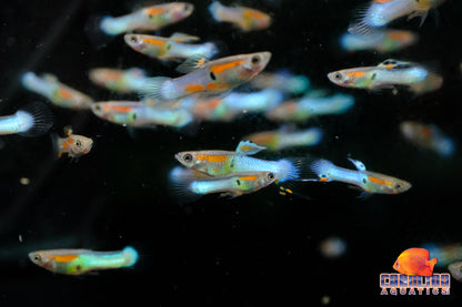 Guppy - Endler Royal Blue