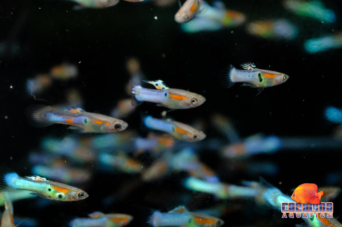 Guppy - Endler Royal Blue