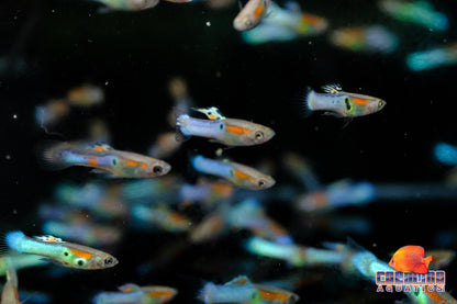 Guppy - Endler Royal Blue