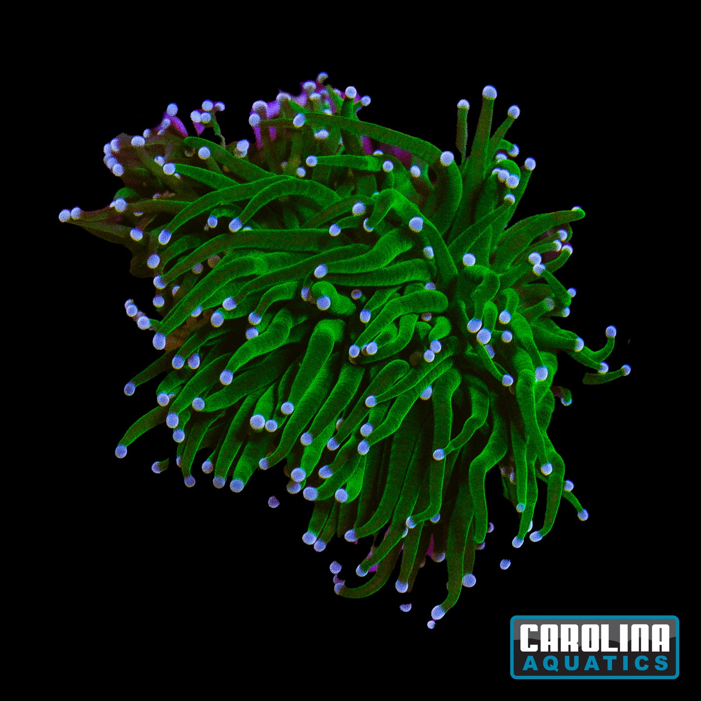 Frag - Hulk Torch