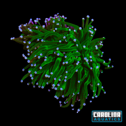 Frag - Hulk Torch