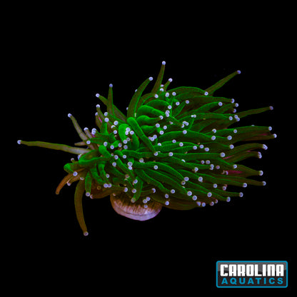 Frag - Hulk Torch