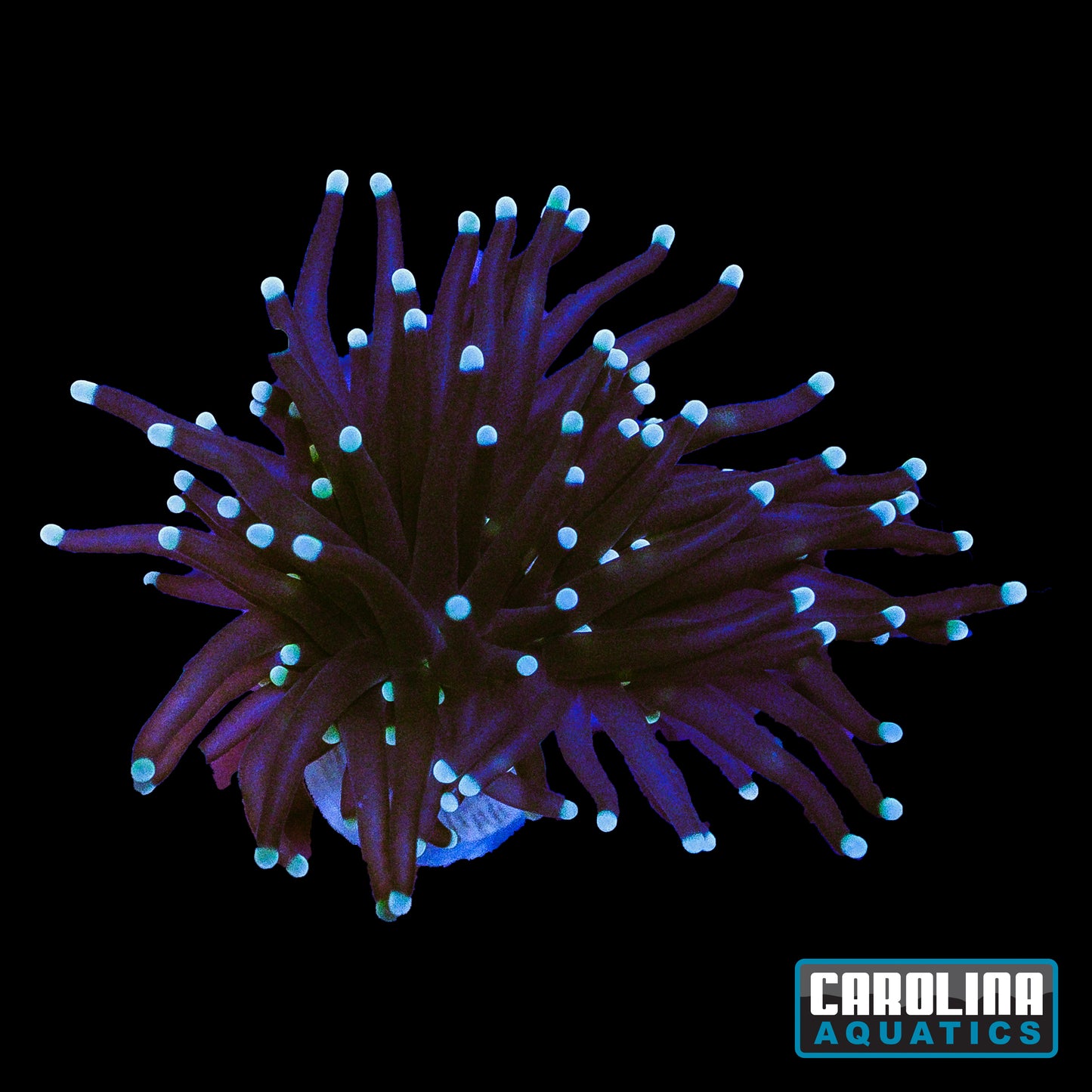 Frag - Cotton Candy Torch