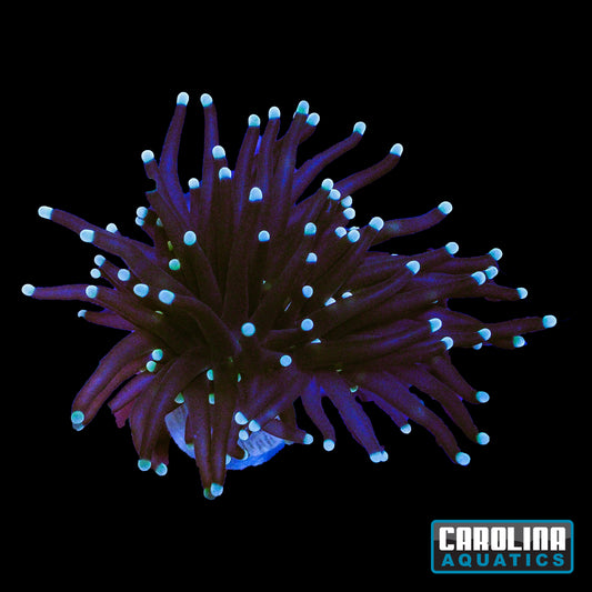 Frag - Cotton Candy Torch