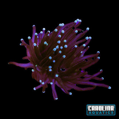 Frag - Cotton Candy Torch