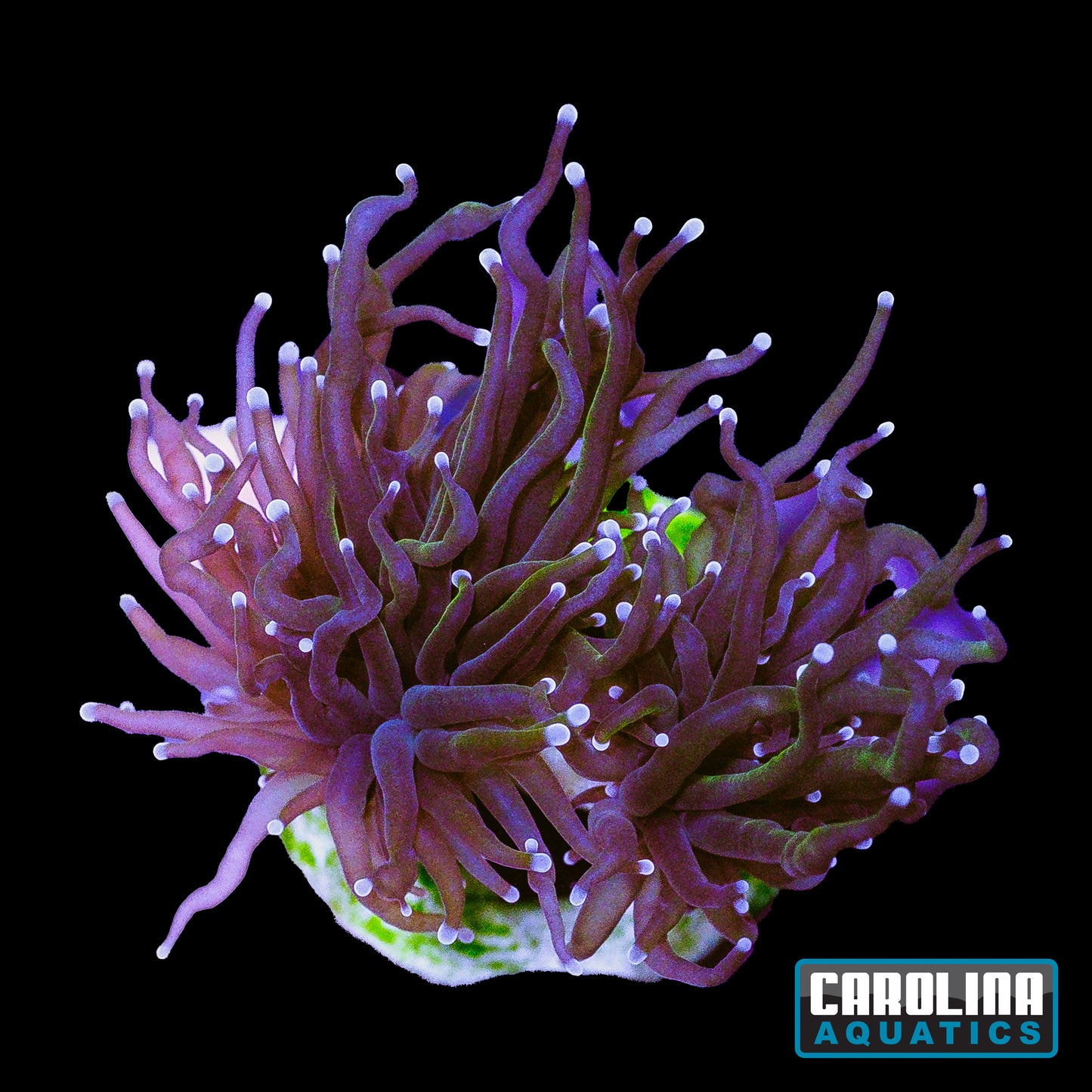Frag - Cotton Candy Torch