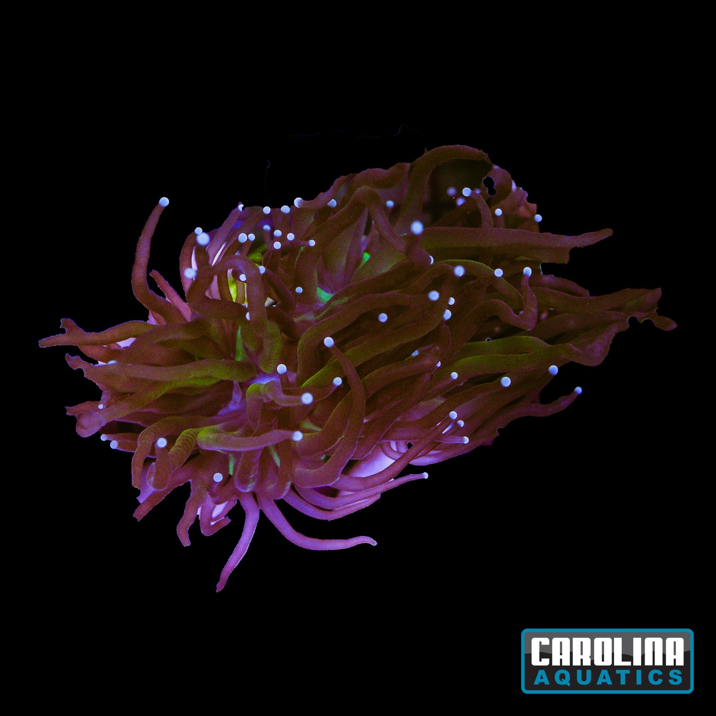 Frag - Tiger Torch