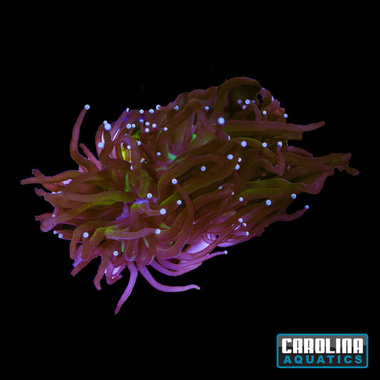 Frag - Tiger Torch