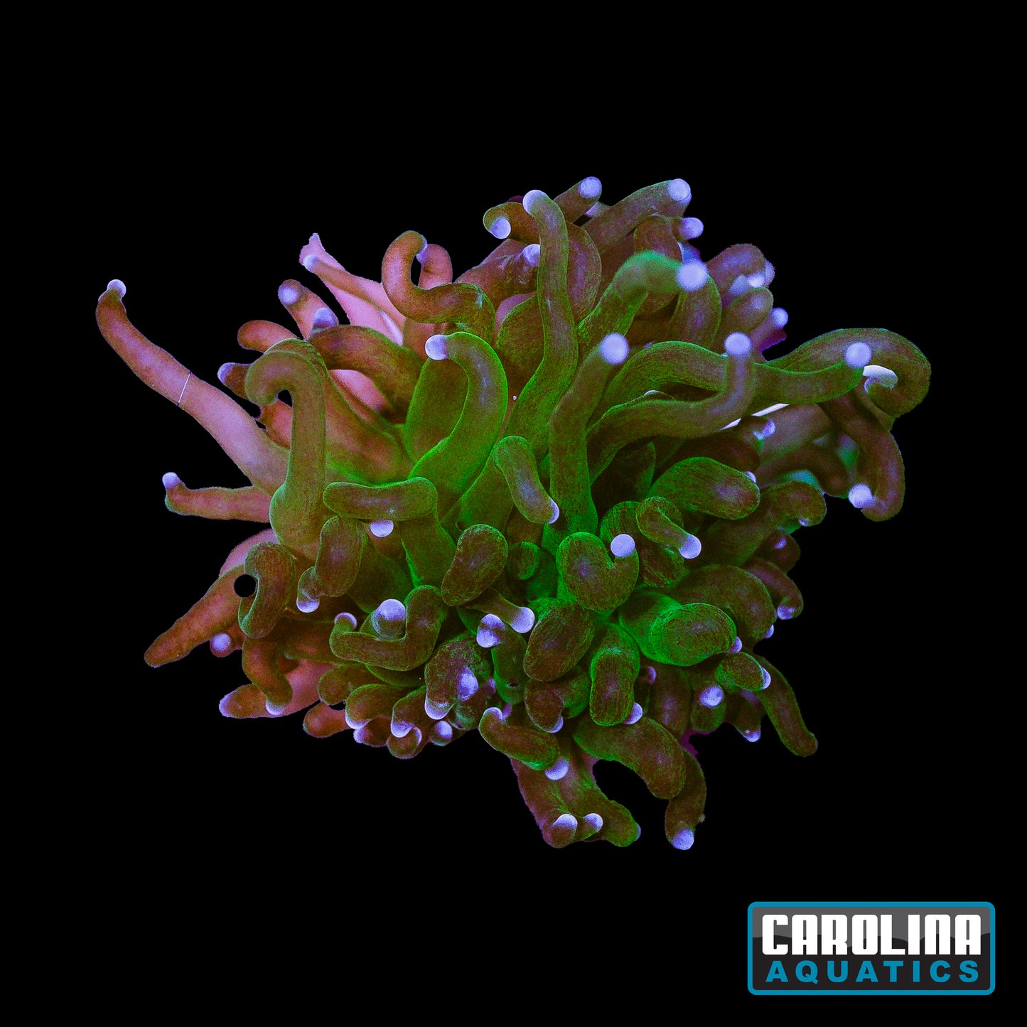 Frag - Glitter Torch