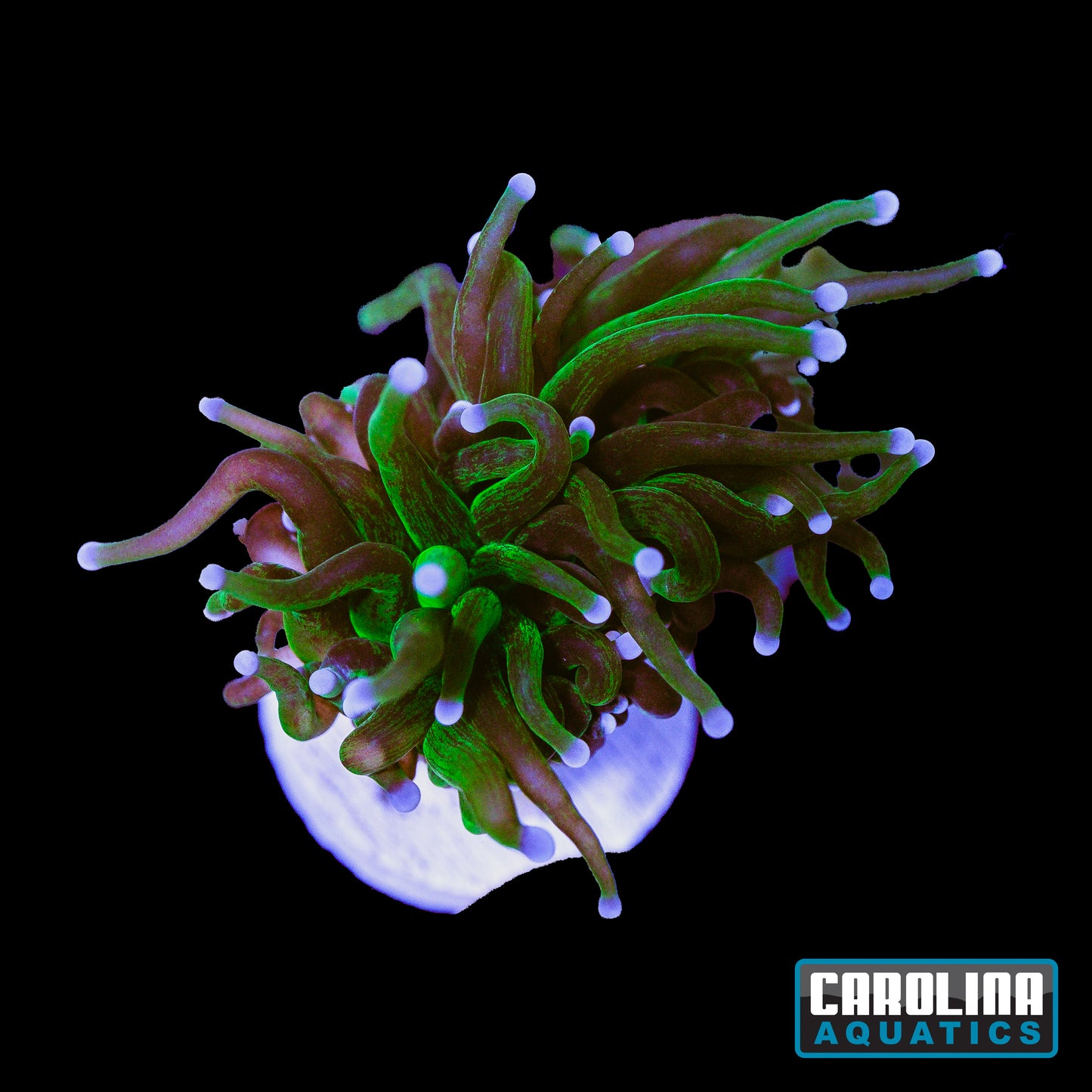 Frag - Glitter Torch