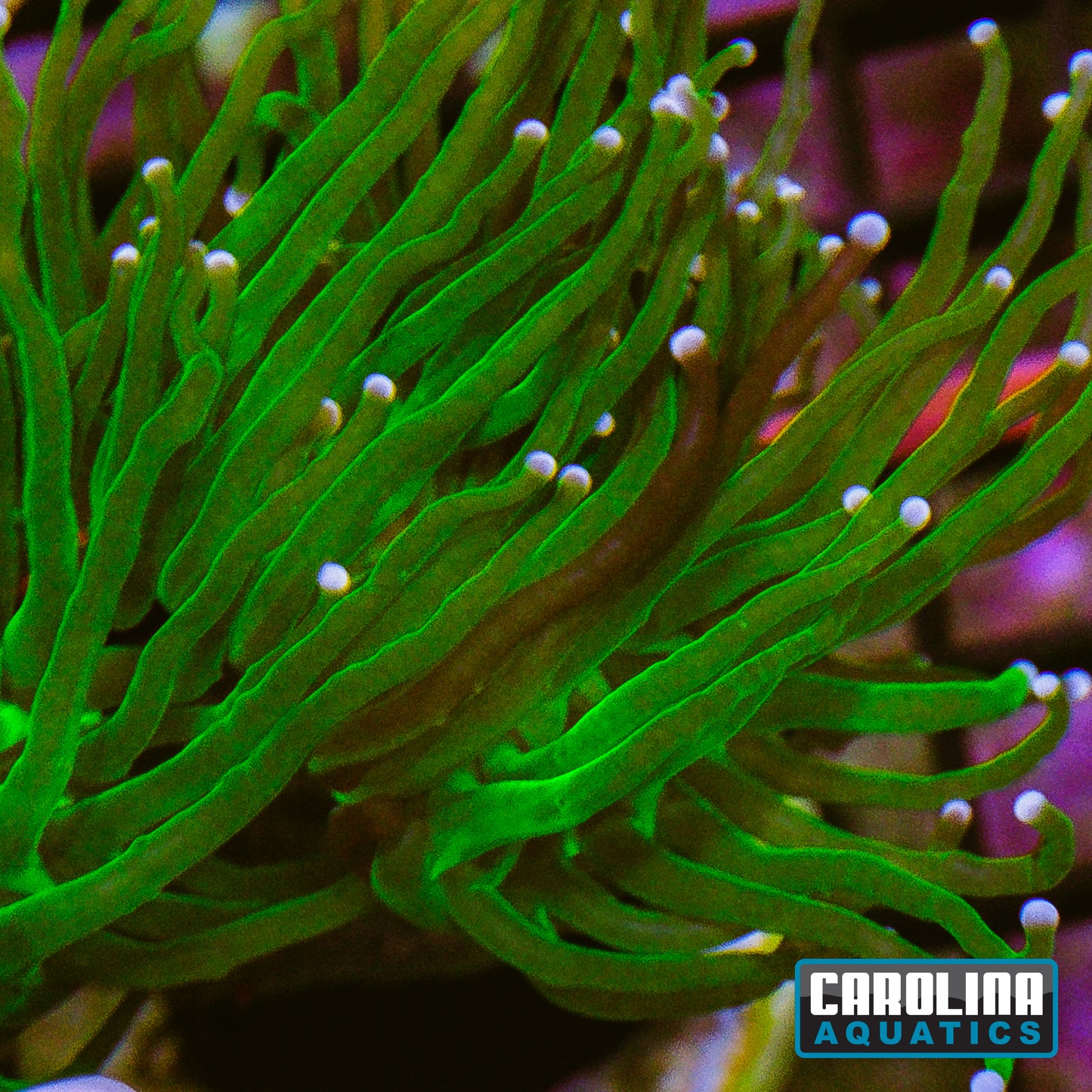 Frag - Grafted Torch