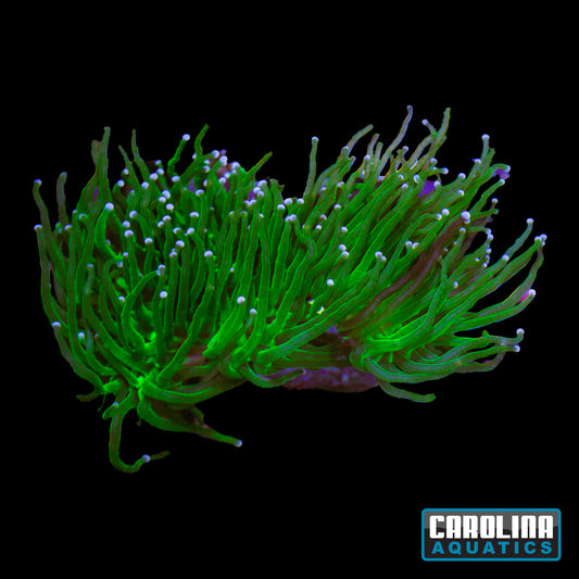 Frag - Grafted Torch