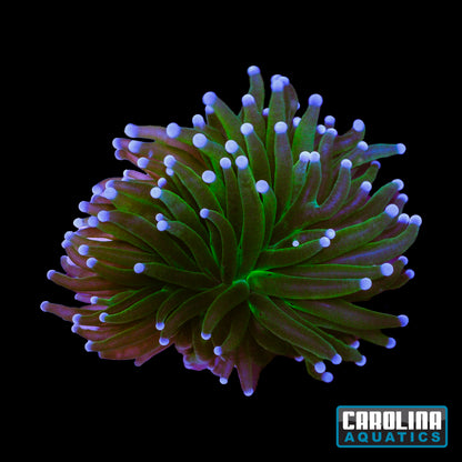 Frag - Holy Grail/Banana Torch
