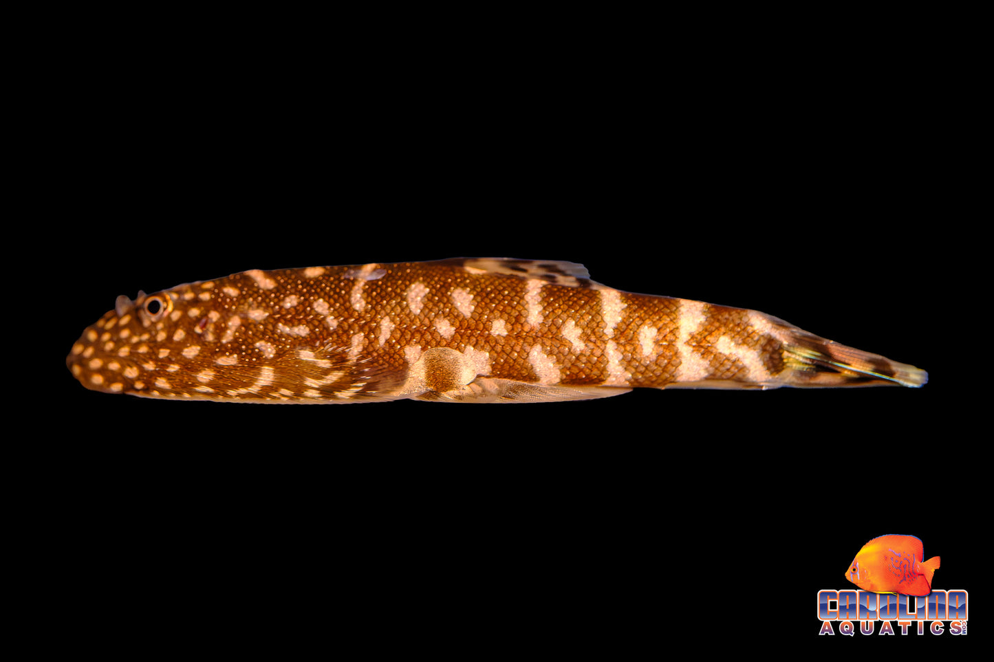 Loach - Hillstream Spotted Borneo