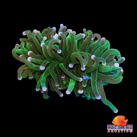 Frag - Green Torch