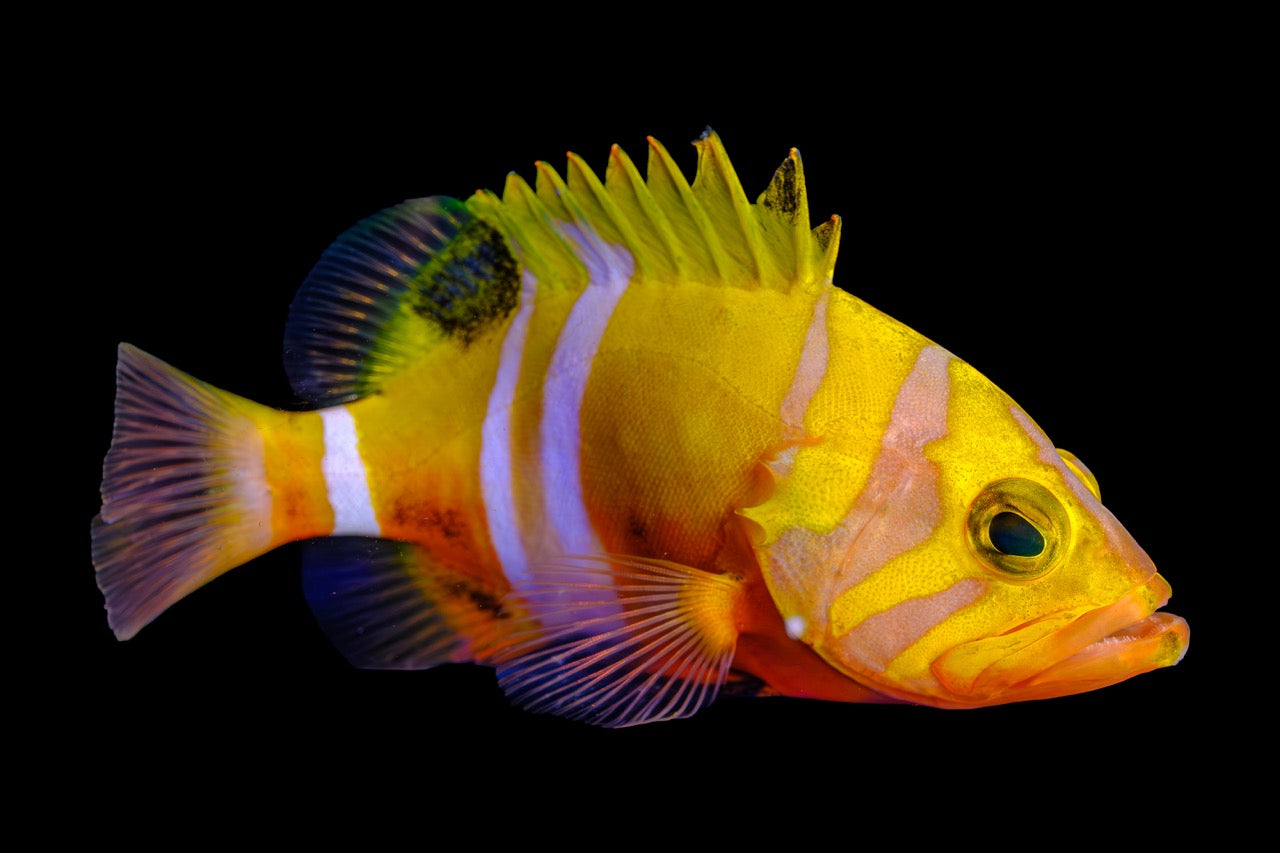fish accessories supplier & Aquatic Pets: Pet Supplies: Aquarium Dcor, Aquarium Pumps & Filters, Aquarium Lights, Food & More an air stone Pawfly Aquarium Tool Organizer, Detachable
