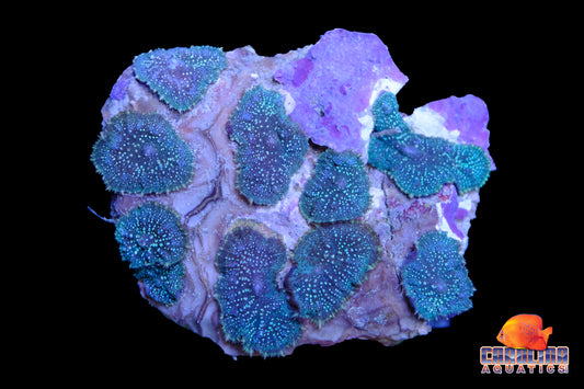 Indo - Rock Mushroom Rhodactis Asst.