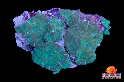 Indo - Rock Mushroom Striped Asst.