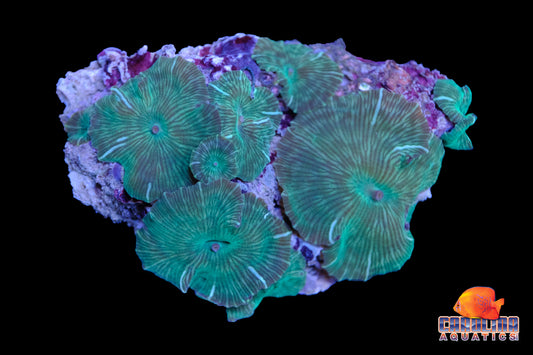 Indo - Rock Mushroom Striped Asst.