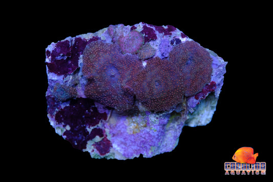 Indo - Rock Mushroom Spotted Asst.