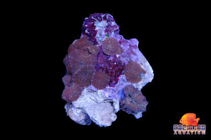 Indo - Rock Mushroom Spotted Asst.