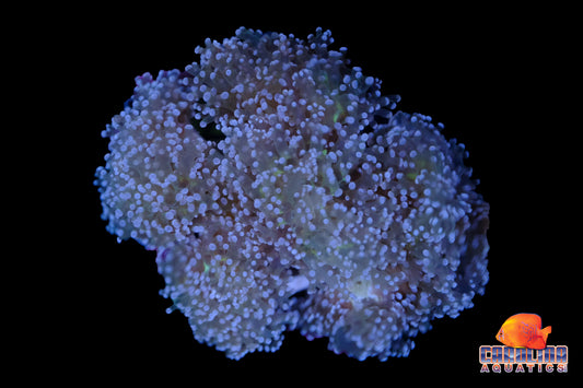 Indo - Frogspawn Branching Green