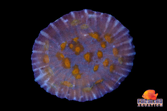 Indo - Chalice Cultured Type 1