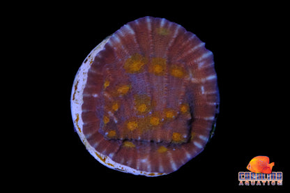 Indo - Chalice Cultured Type 2