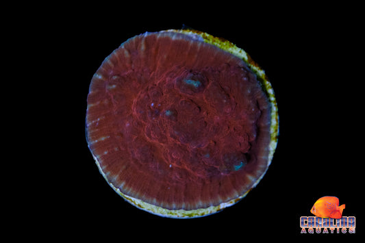 Indo - Chalice Cultured Type 3