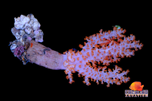 Indo - Carnation Coral