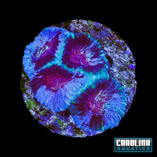 Frag - Frozen Abyss Moon Favia