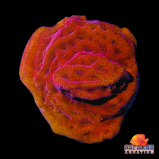 Frag - Pachyseris "Elephant Skin" Coral