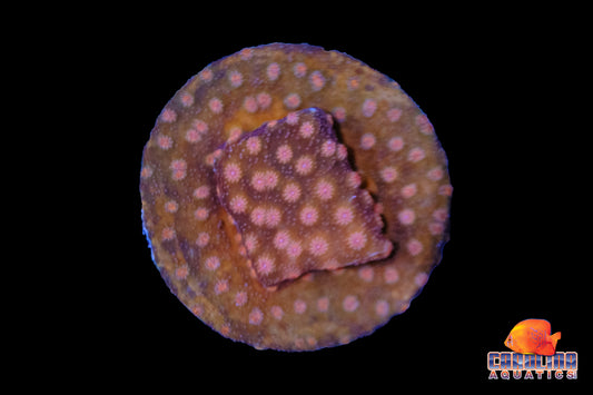 Indo - Cyphastrea Type 1