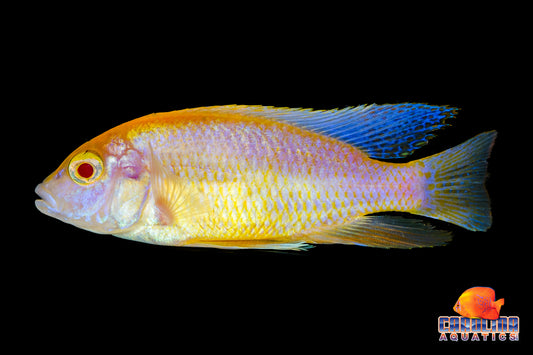 African - Peacock Sulphur Crest Albino Male XL