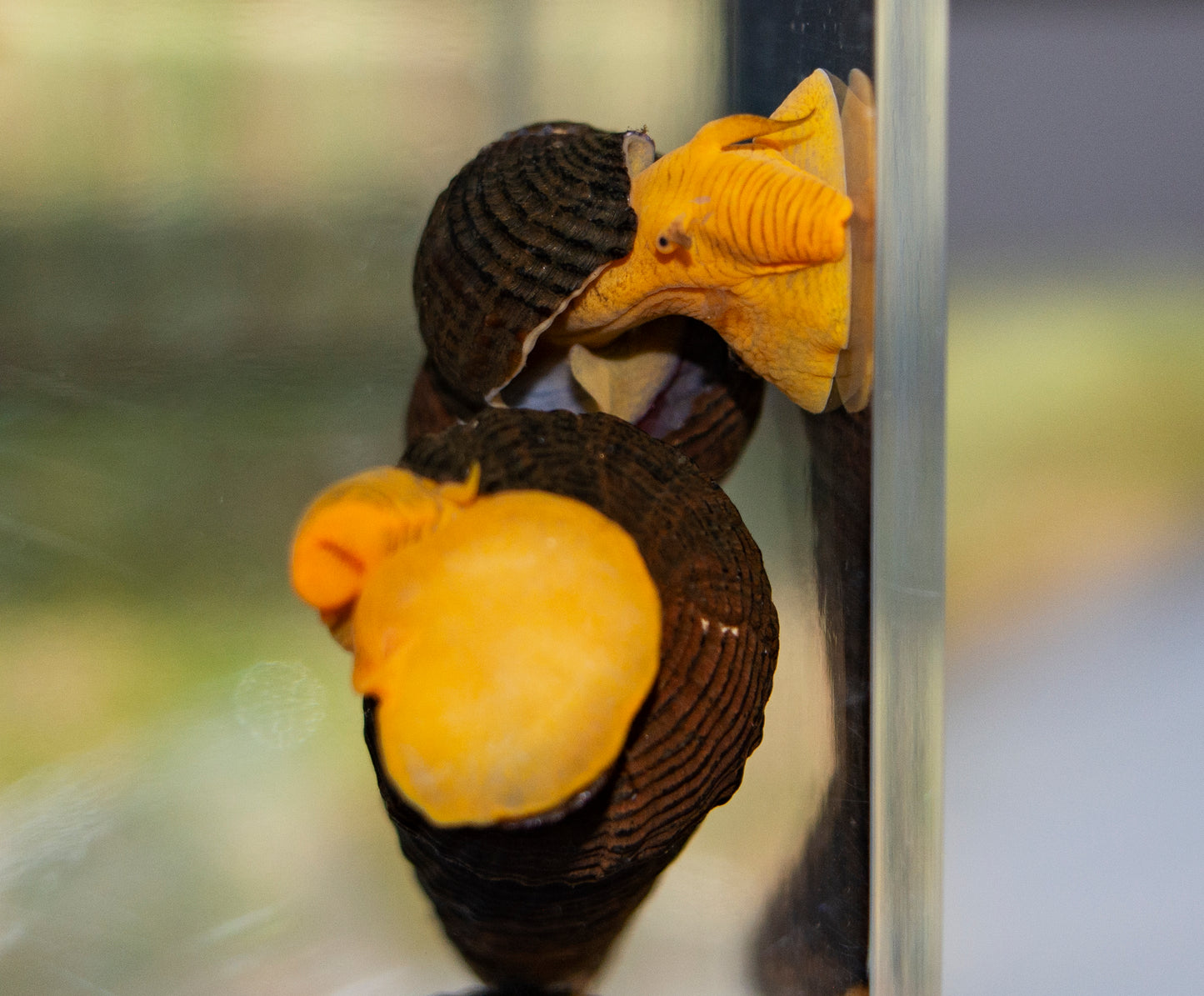 Invert - Snail Poso Orange Rabbit