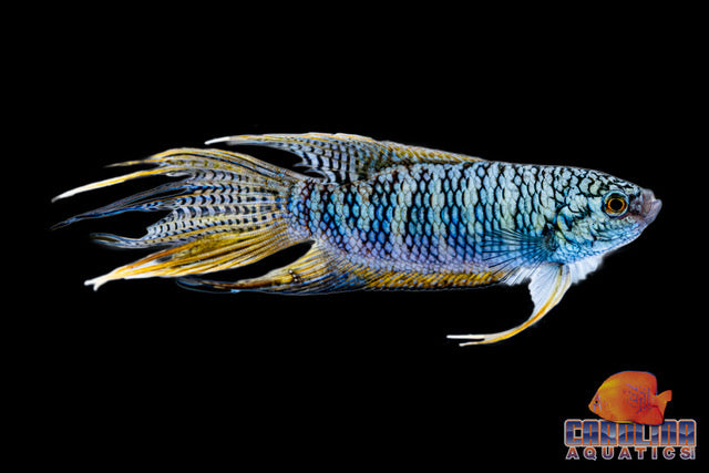 Gourami - Paradise Green Dragon Crowntail Lg