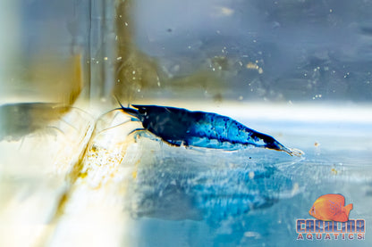 Invert - Shrimp Rili Blue