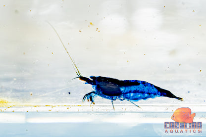 Invert - Shrimp Rili Blue