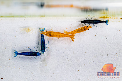 Invert - Shrimp Dwarf Asst. Colors