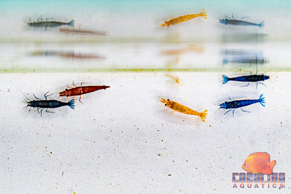 Invert - Shrimp Dwarf Asst. Colors