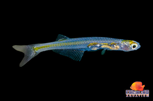 Danio - Crystal Dwarf