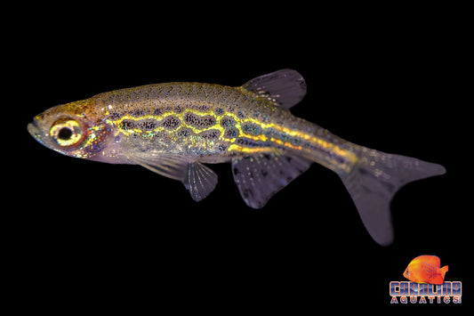 Danio - Gold Ring T.R.