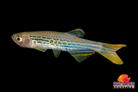 Danio - Orange Fin Kyathit Med