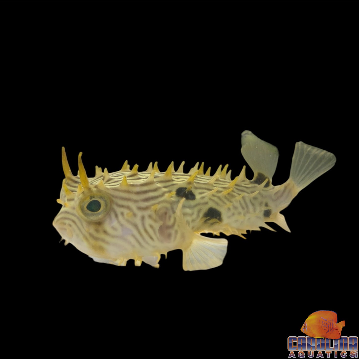 Puffer - Striped Burrfish Med