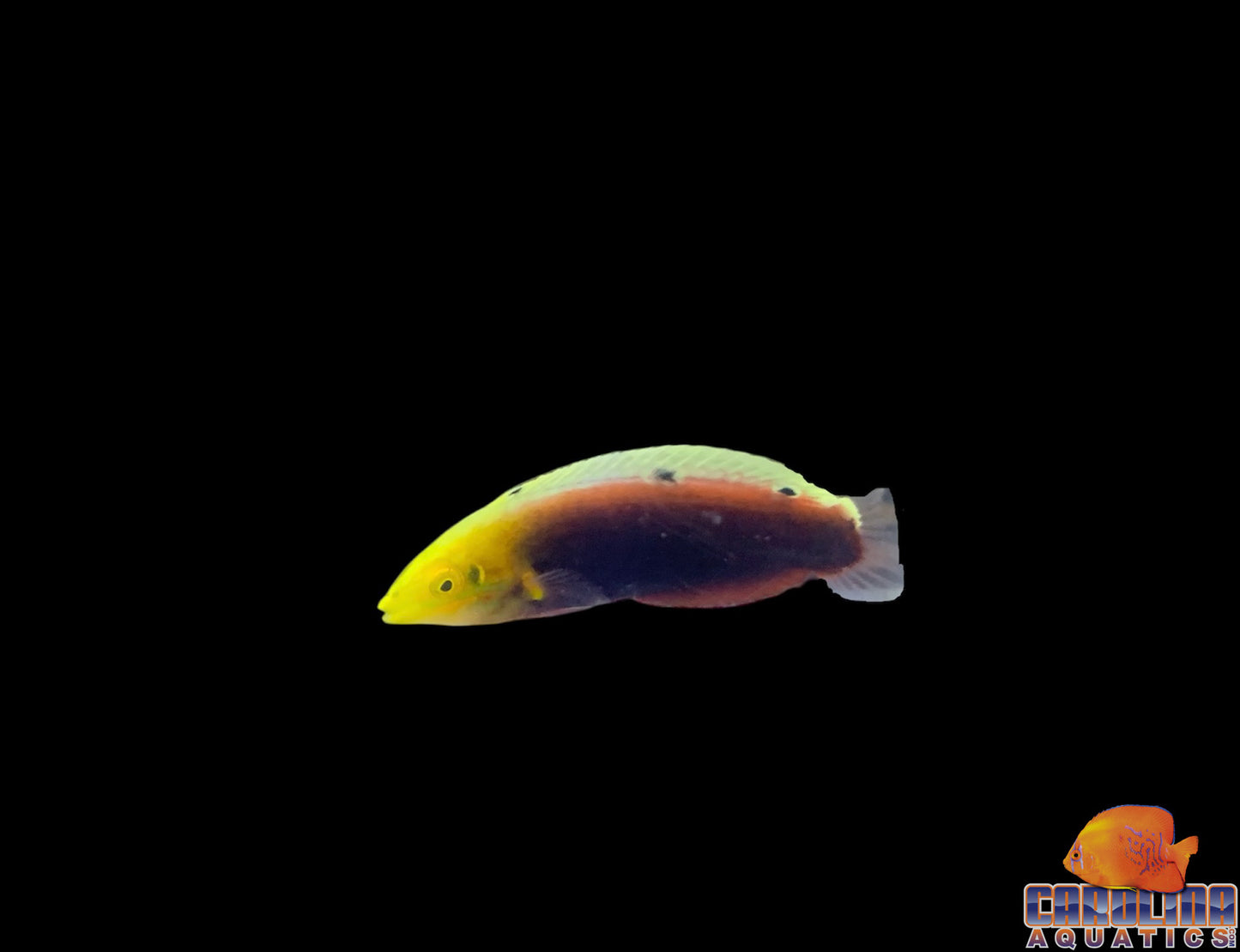 Wrasse - Radiant