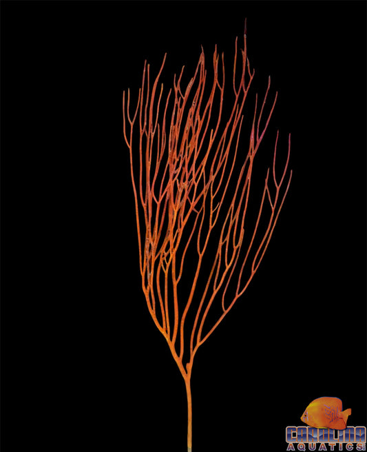 Gorgonian - Orange Whip