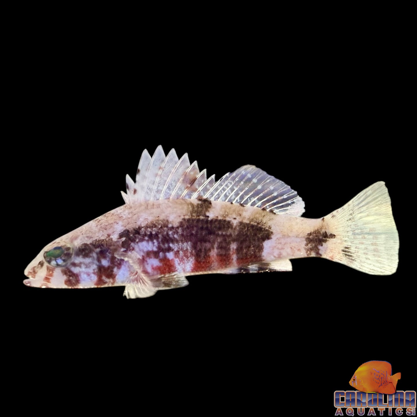 Sea Bass - Pygmy